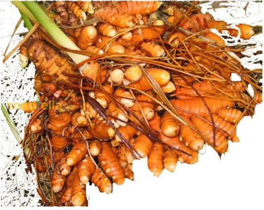 Brown Turmeric Seeds For Planting heirloom non-gmo organic garden seeds