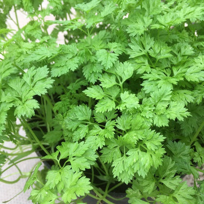 Brussels Winter Chervil (Anthriscus cerefolium) Gourmet European Heirloom Herb Vegetable Seeds