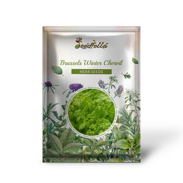 Brussels Winter Chervil (Anthriscus cerefolium) Gourmet European Heirloom Herb Vegetable Seeds
