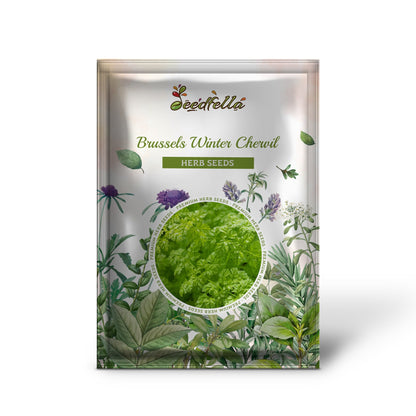 Brussels Winter Chervil (Anthriscus cerefolium) Gourmet European Heirloom Herb Vegetable Seeds
