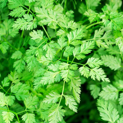 Brussels Winter Chervil (Anthriscus cerefolium) Gourmet European Heirloom Herb Vegetable Seeds