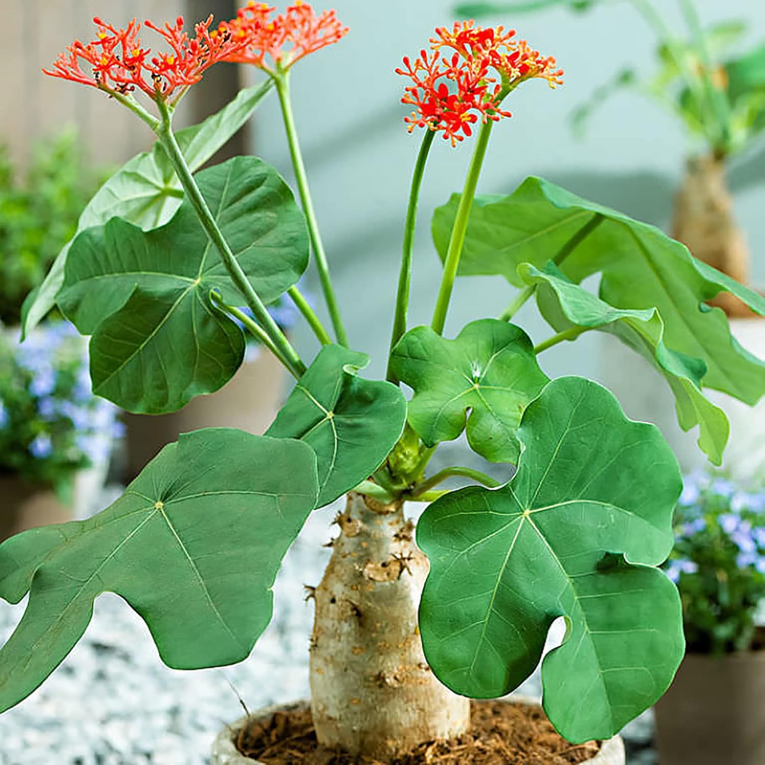 Buddha Plant Seeds For Sacred Planting heirloom non-gmo organic garden seeds