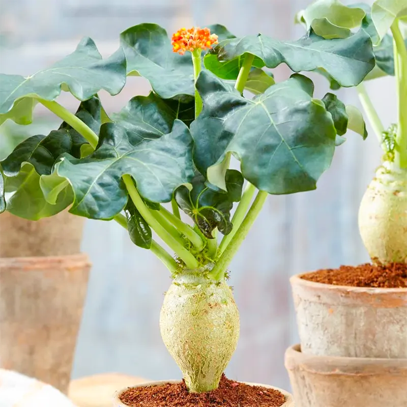 仏陀の植物の種 聖なる植え付けのための