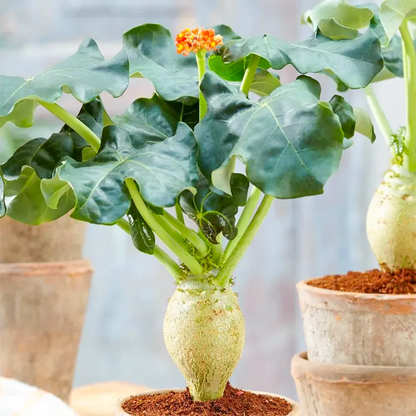 仏陀の植物の種 聖なる植え付けのための