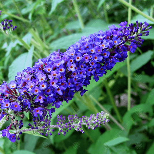 Empire Blue Buddleja Alternifolia Flower seeds for Planting - Shade Tolerant, Heirloom & GMO Free Seeds for Home Garden
 
 Sale for planting in home garden