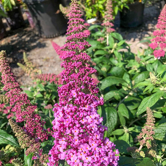 Butterfly Bush Flower Seeds