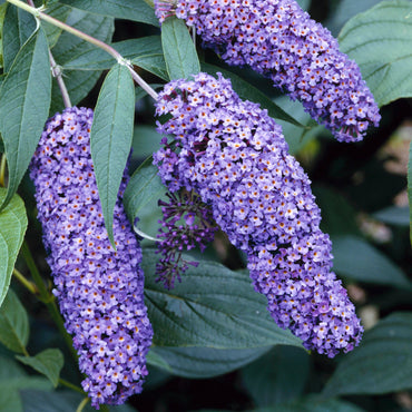 Nanho Blue Butterfly Bush Flower Seeds