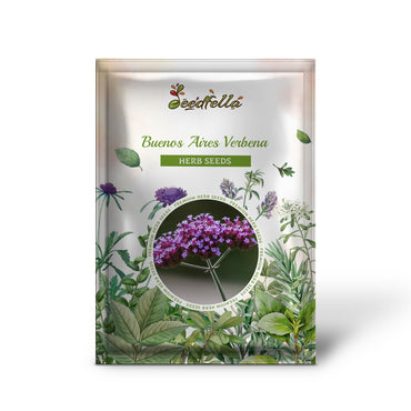 Buenos Aires Verbena (Verbena bonariensis) Brazilian Purple Bonariensis Patagonica Flower Seeds