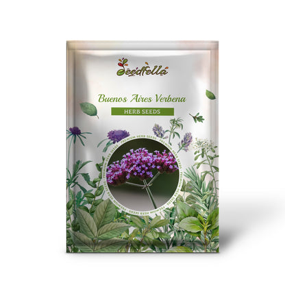 Buenos Aires Verbena (Verbena bonariensis) Brazilian Purple Bonariensis Patagonica Flower Seeds