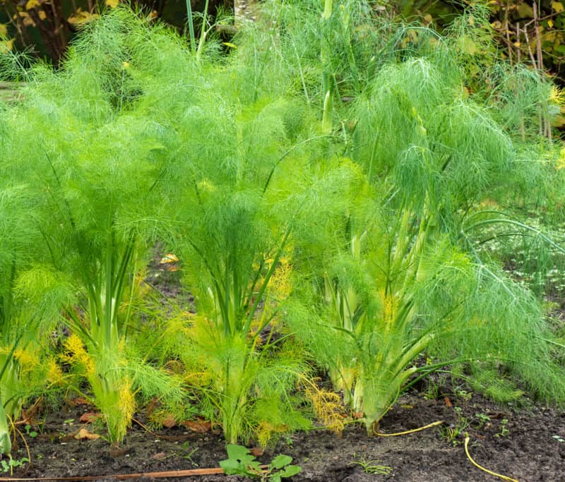 Fennel Seeds - Grosfruchtiger (Foeniculum vulgare)