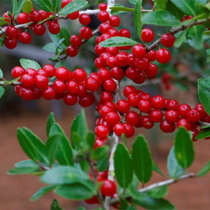 Silver Buffaloberry (Shepherdia argentea) Red Fruit Native Bullberry Berry Shrub Seeds