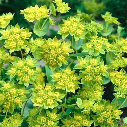 緑金柴胡（丸葉・兎耳・徹底蝋）花の種