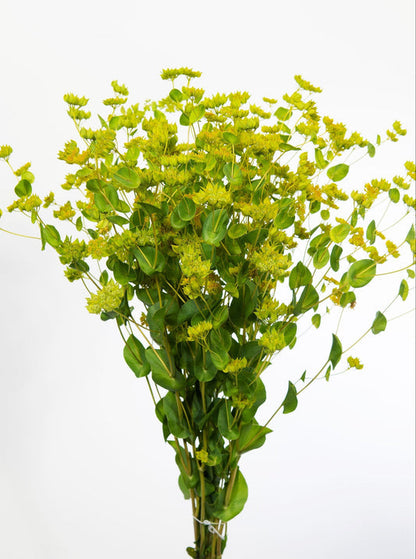 Green Gold Bupleurum Griffithii Rotundifolium Hares Ear Thoroughwax Flower Seeds heirloom non-gmo organic garden seeds