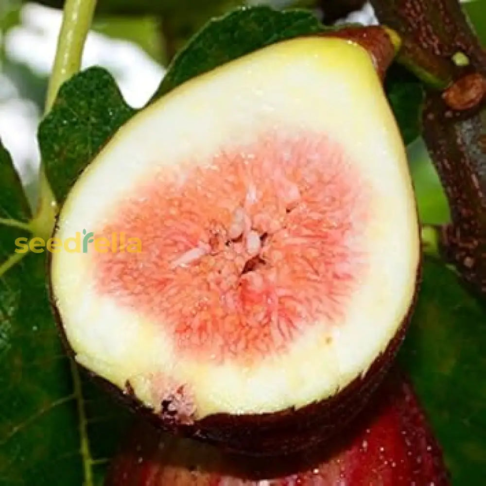 Burgundy Fig Seeds For Planting heirloom non-gmo organic garden seeds