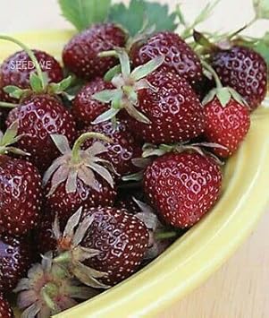 Burgundy Strawberry Planting Seeds heirloom non-gmo organic garden seeds