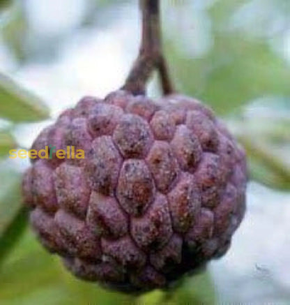 Burgundy Sugar Apple Seeds For Planting heirloom non-gmo organic garden seeds