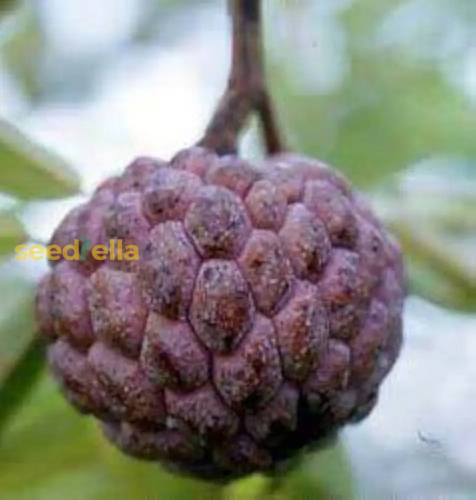 Burgundy Sugar Apple Seeds for Planting