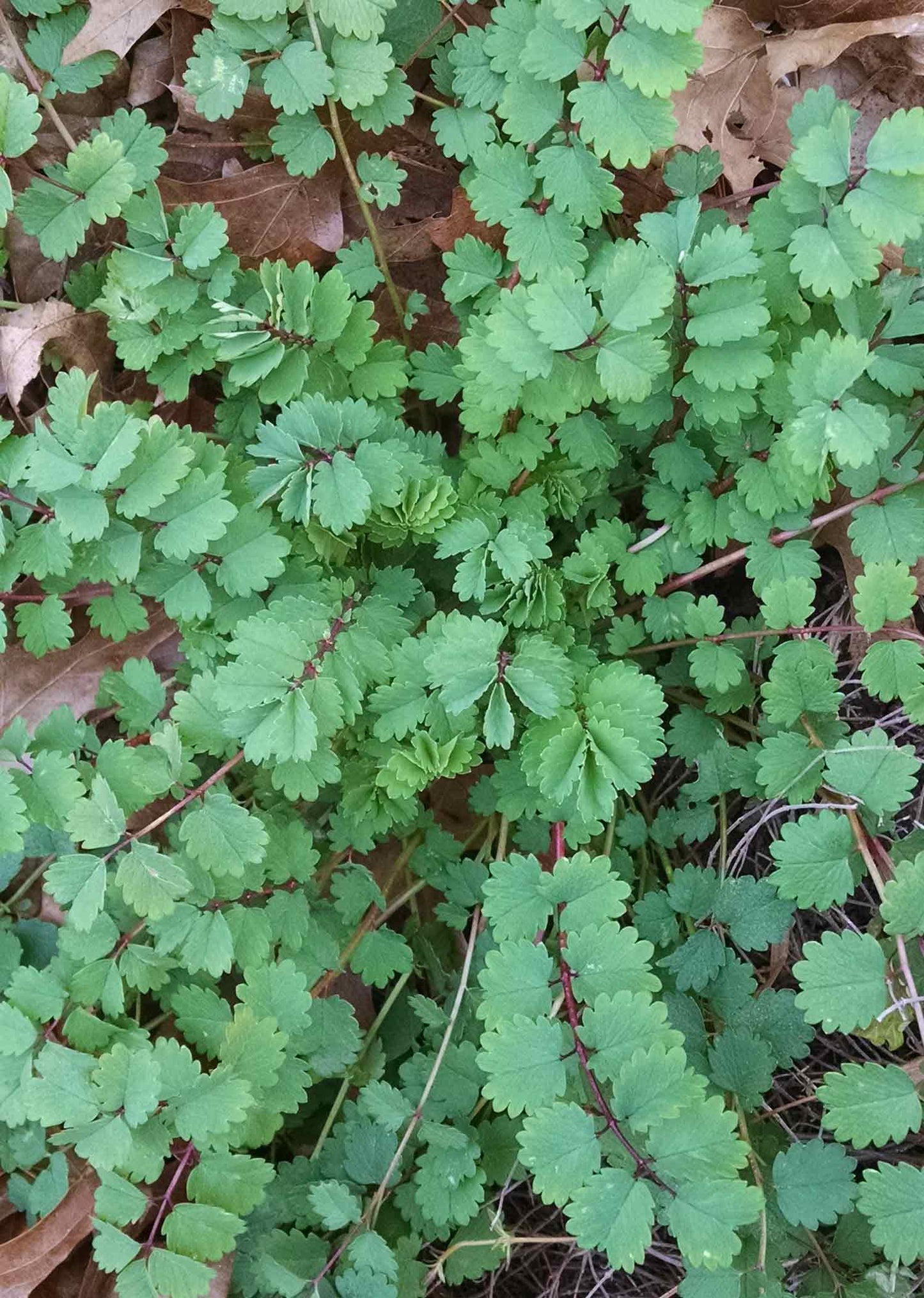 薬草園芸用の緑のバーネットの種：簡単な植え方ガイド