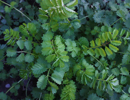 薬草園芸用の緑のバーネットの種：簡単な植え方ガイド