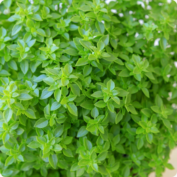 Bush Basil Ocimum Basilicum Seeds heirloom non-gmo organic garden seeds