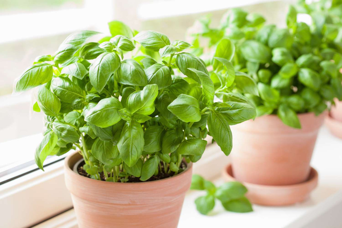 Basil Seeds for Planting Fresh Herbs