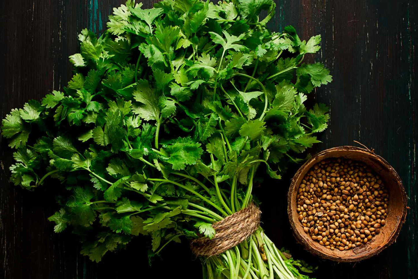 Fresh Cilantro Coriander Seeds for Easy Planting of Herbs