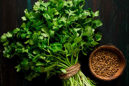 Fresh Cilantro Coriander Seeds for Easy Planting of Herbs