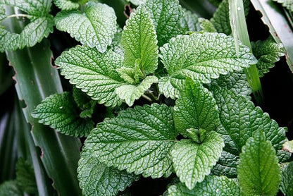 Mint Mentha Seeds for Planting Fresh Herb Gardens