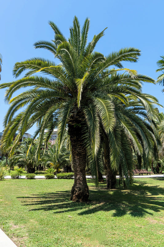 Coco Palm Butia Capitata Jelly Palm Pindo Edible Fruit Tree Houseplant Seeds heirloom non-gmo organic garden seeds