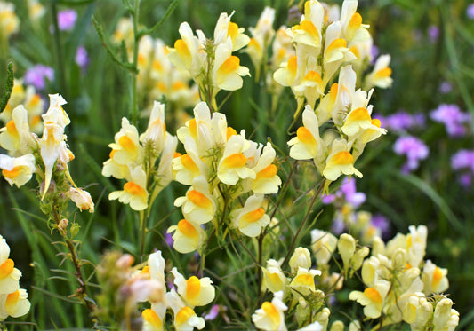 Butter & Eggs Toadflax Linaria Vulgaris Wild Snapdragon Bicolor Yellow Flower Seeds heirloom non-gmo organic garden seeds