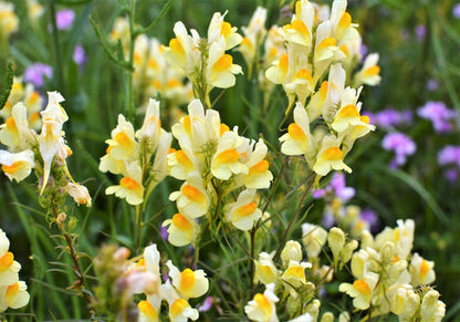 Butter & Eggs Toadflax Linaria Vulgaris Wild Snapdragon Bicolor Yellow Flower Seeds heirloom non-gmo organic garden seeds