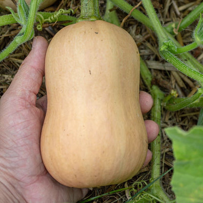 ウォルサム バターナットスクワッシュ 野菜の種