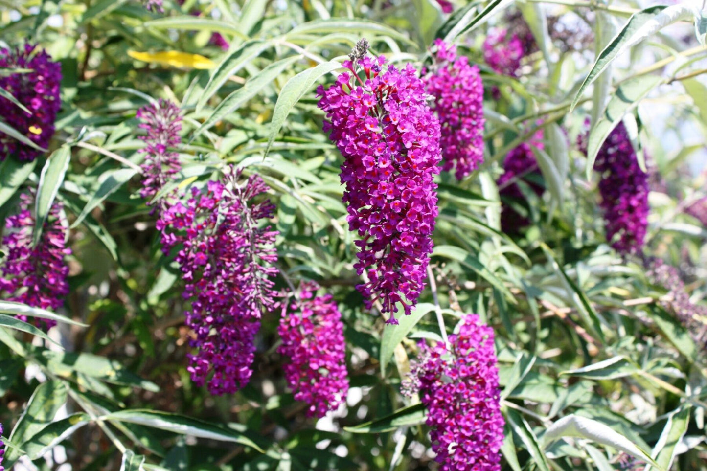 Butterfly Bush Flower Seeds