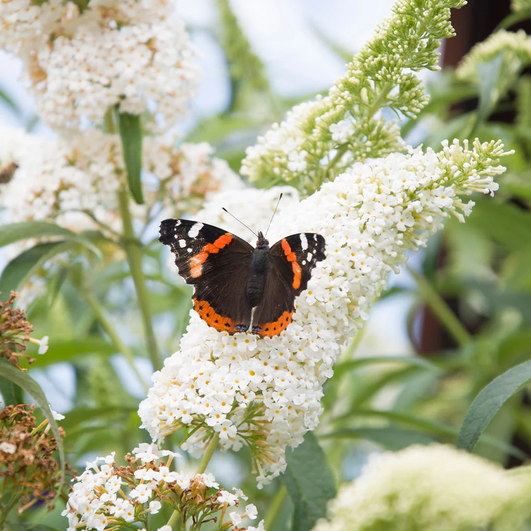 White Butterfly Bush Flower Seeds