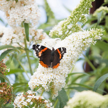 White Butterfly Bush Flower Seeds