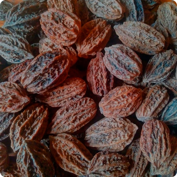 Butternut Tree Seeds Juglans Cinerea heirloom non-gmo organic garden seeds