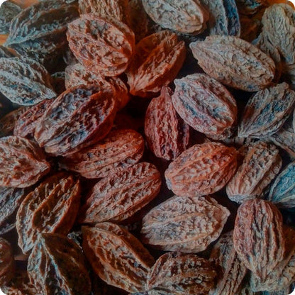 Butternut Tree Seeds Juglans Cinerea heirloom non-gmo organic garden seeds