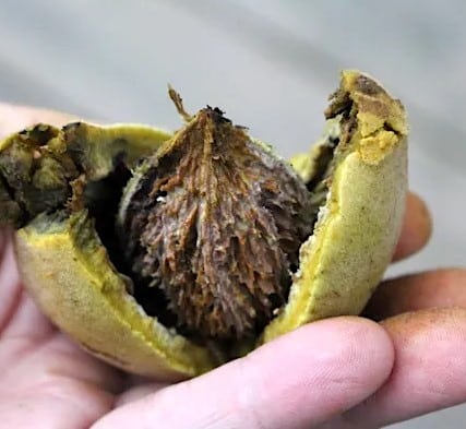 Butternussbaum-Samen - Juglans cinerea