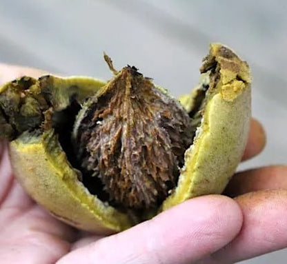 Butternussbaum-Samen - Juglans cinerea