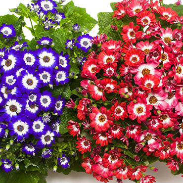 Mix Cineraria Flower seeds for Planting - Drought Tolerant, Heirloom & GMO Free Seeds for Home Garden