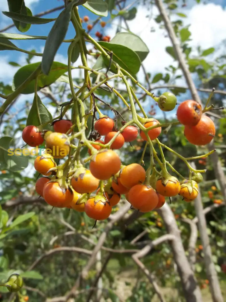 植え付け用オレンジオバタバハマ樹の種