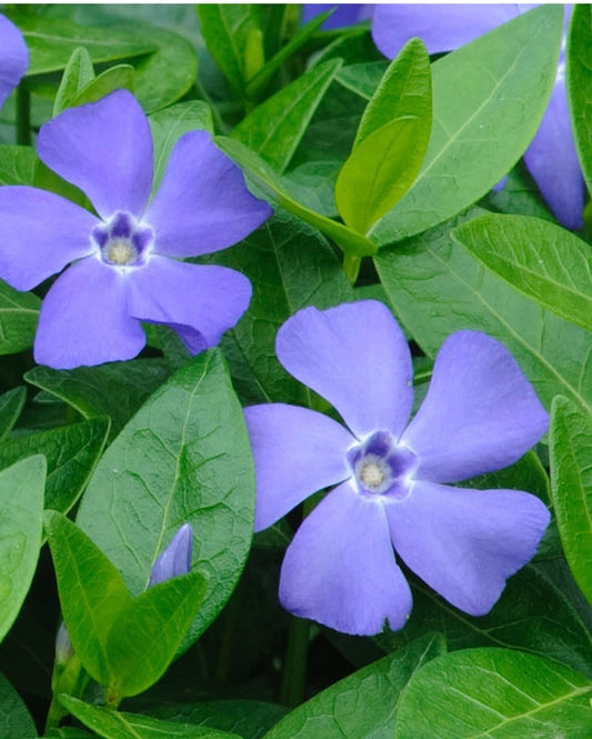Periwinkle Flower seeds for Planting - Colorful Display, Heirloom & GMO Free Seeds for Home Garden