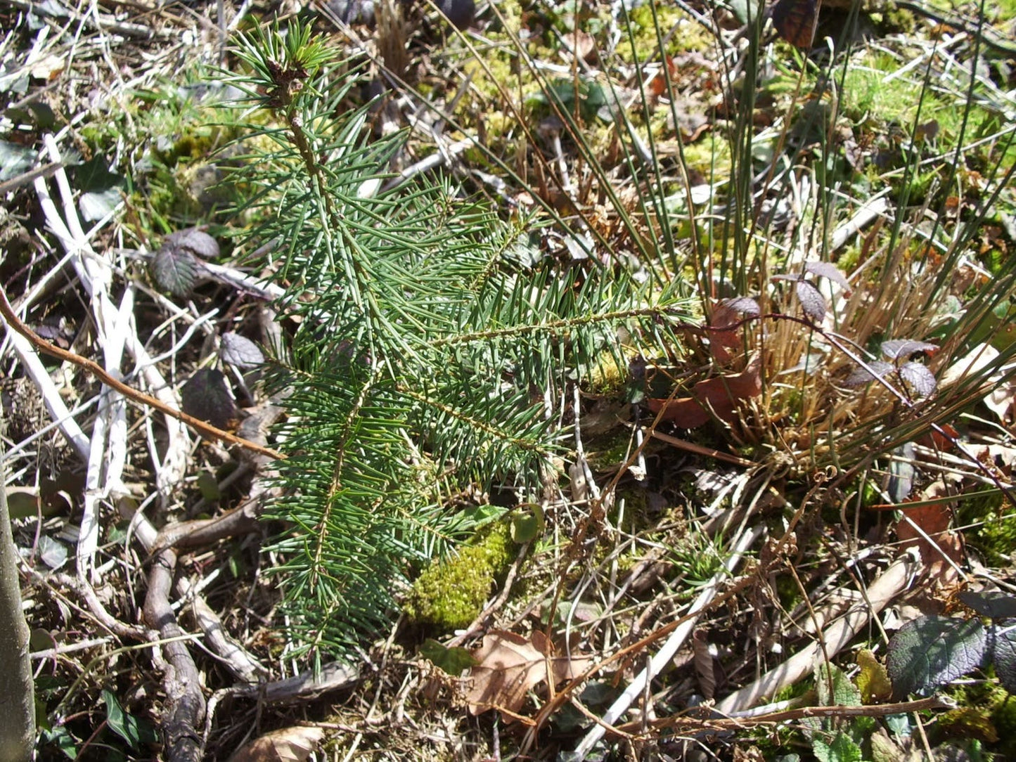 Douglas Fir Herb Seeds