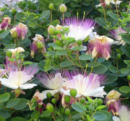 Capparis Spinosa Flower Seeds