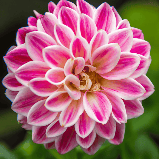 Zinnia White Pink Flower seeds for Planting - Garden Favorite, Heirloom & GMO Free Seeds for Home Garden
 
 Sale for planting in home garden.