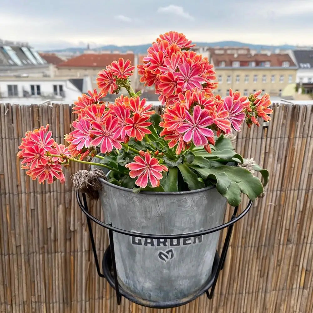 Lewisia Flower seeds for Planting Cut Flower Favorite Heirloom & GMO Free Seeds for Home Garden