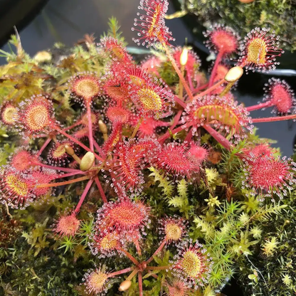 Sundew Flower Seeds