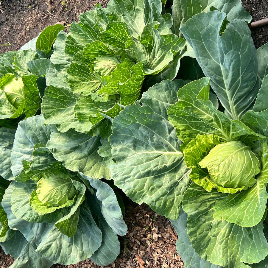 Loose Leaf Cabbage and Lettuce Vegetable Seeds