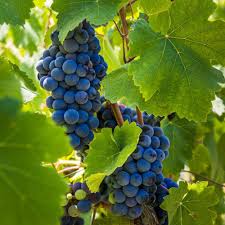 Cabernet Sauvignon Grape Seeds For Easy Planting heirloom non-gmo organic garden seeds