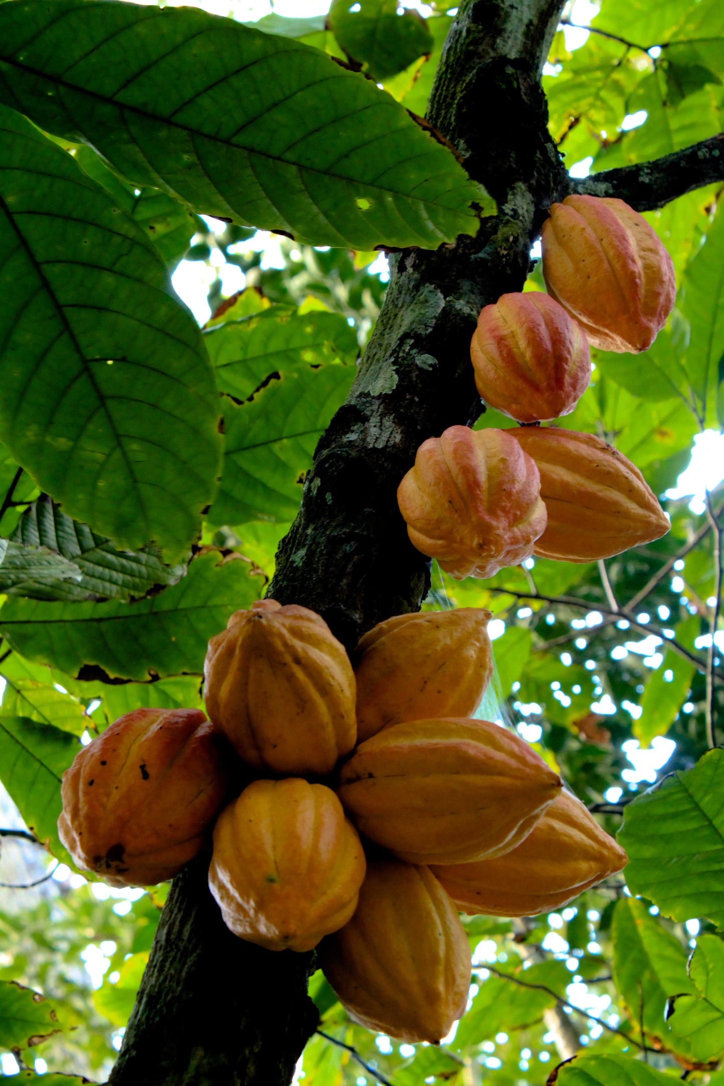 Cacao Fruit Seeds For Rich Harvest Ideal For Planting heirloom non-gmo organic garden seeds